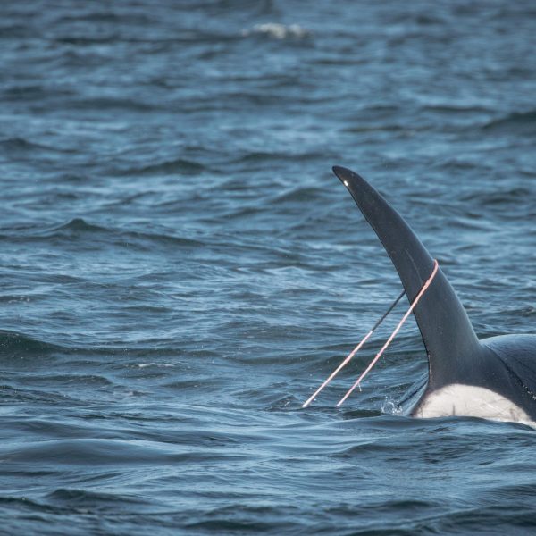 a bird flying over a body of water