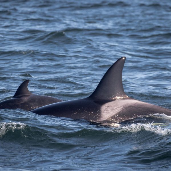 a dolphin jumping out of the water
