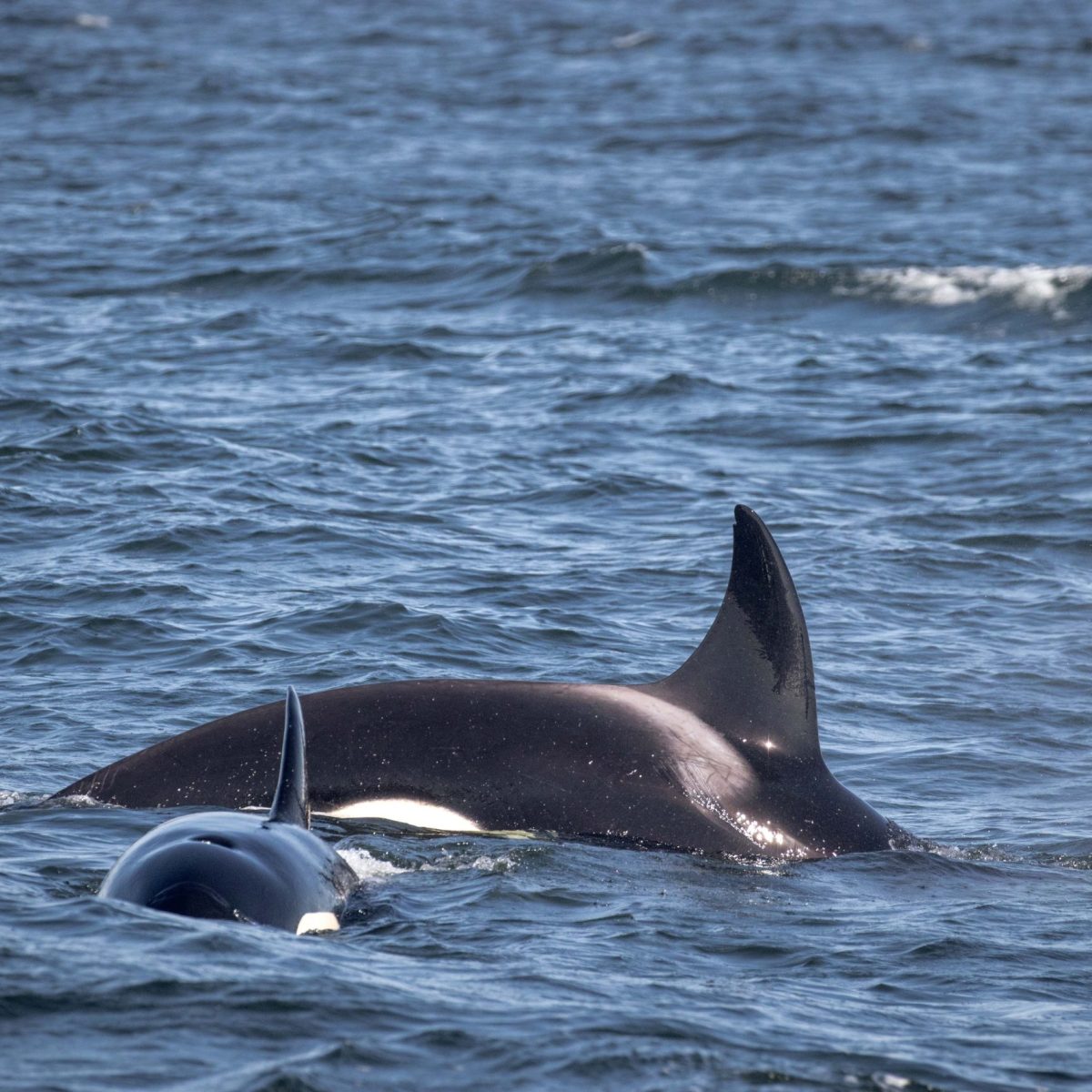 a dolphin jumping out of the water