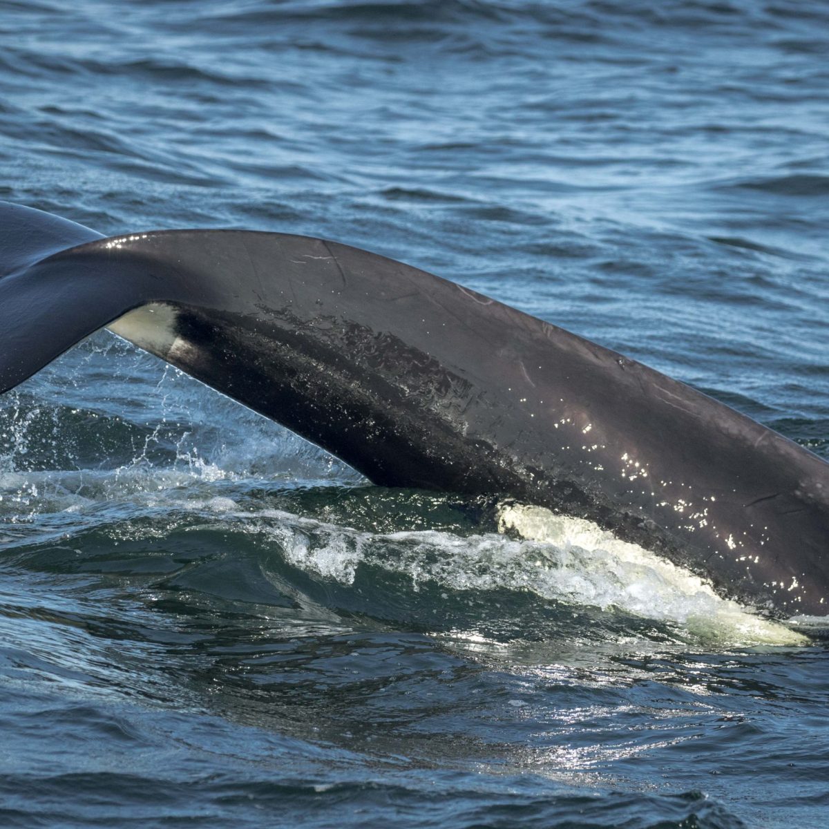 a whale jumping out of the water