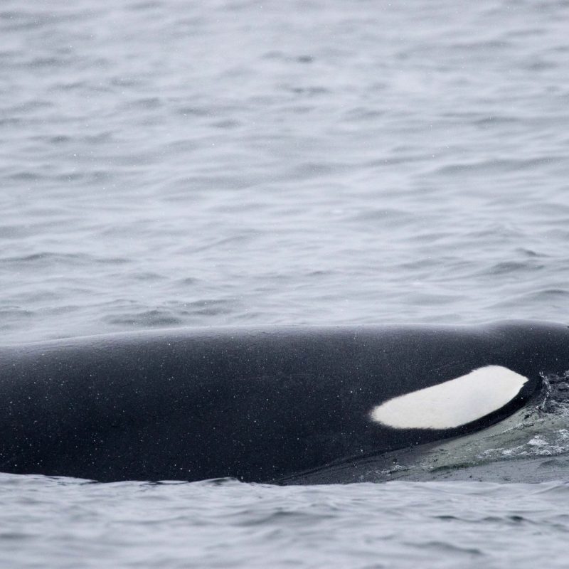a whale jumping out of the water