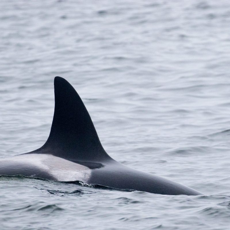 a whale swimming in a body of water