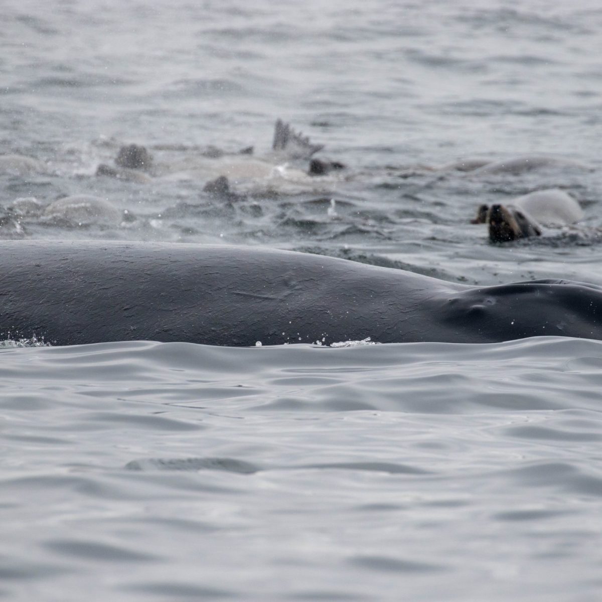 a dog swimming in a body of water