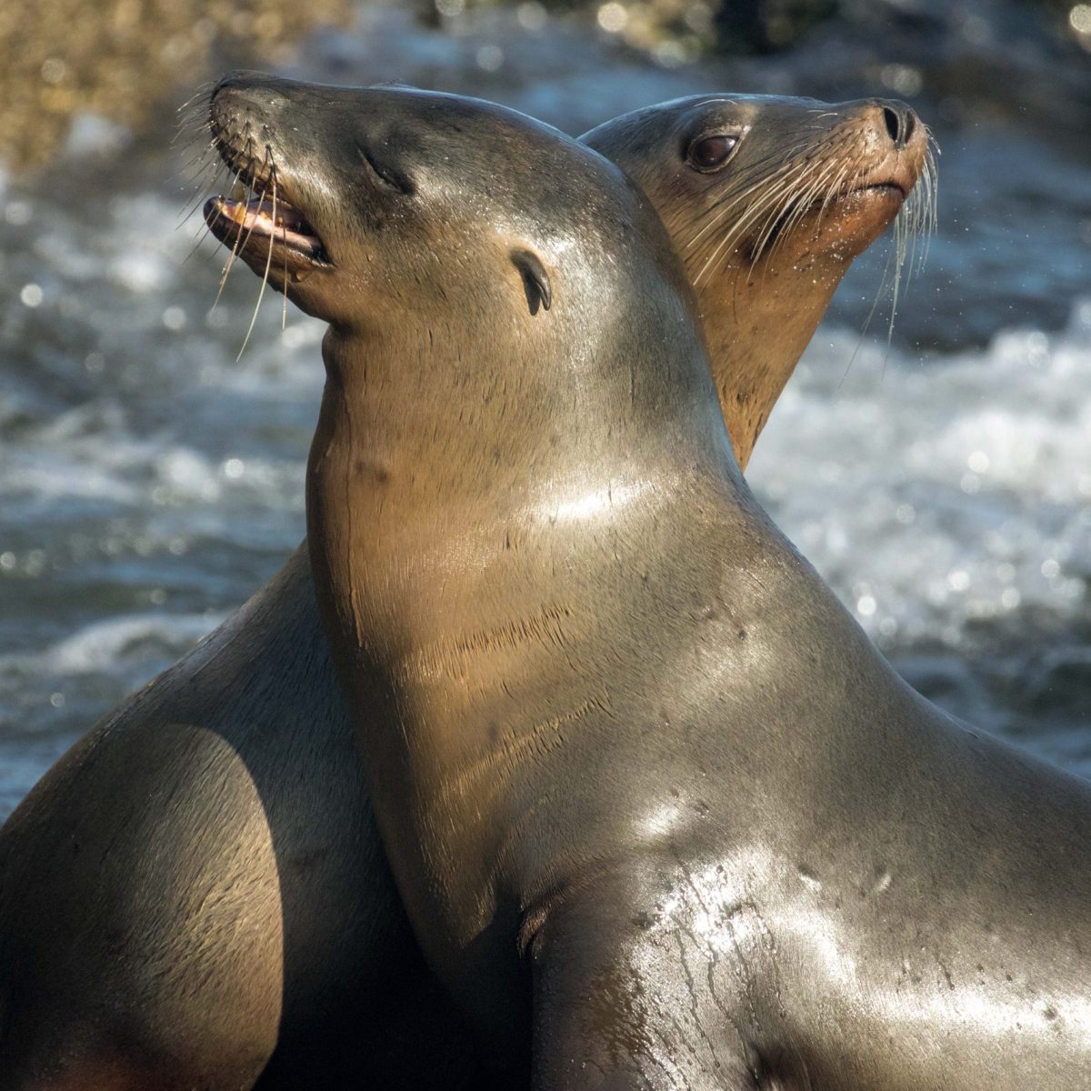 a close up of a seal