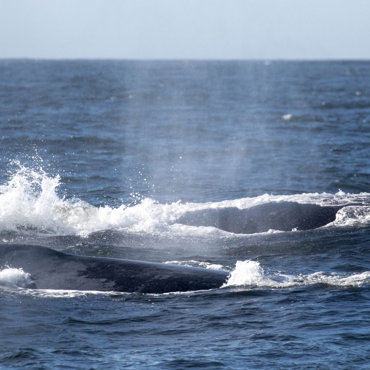 a whale jumping out of the water