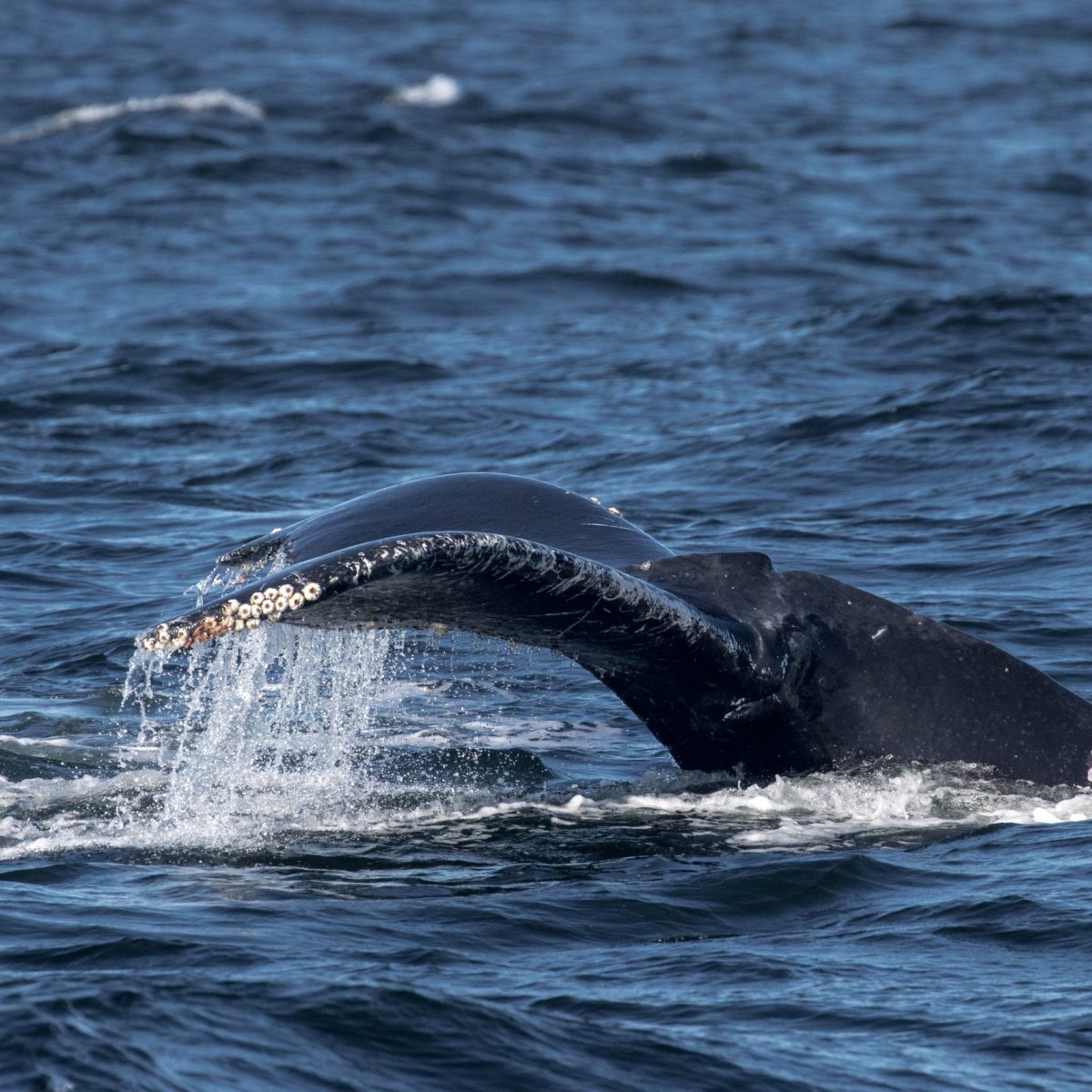 a whale jumping out of the water