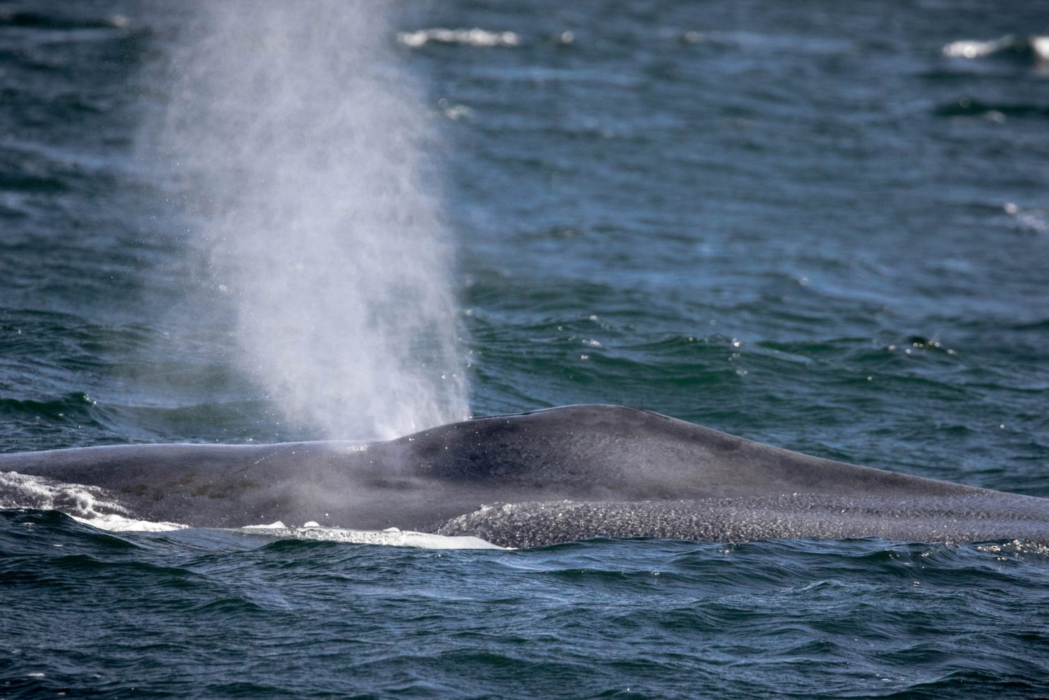a whale jumping out of the water