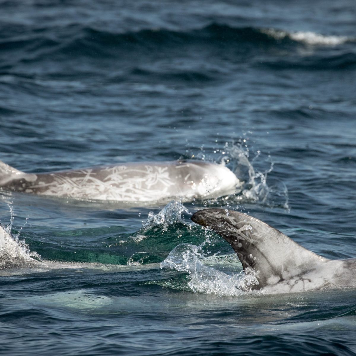 a bird swimming in water next to the ocean