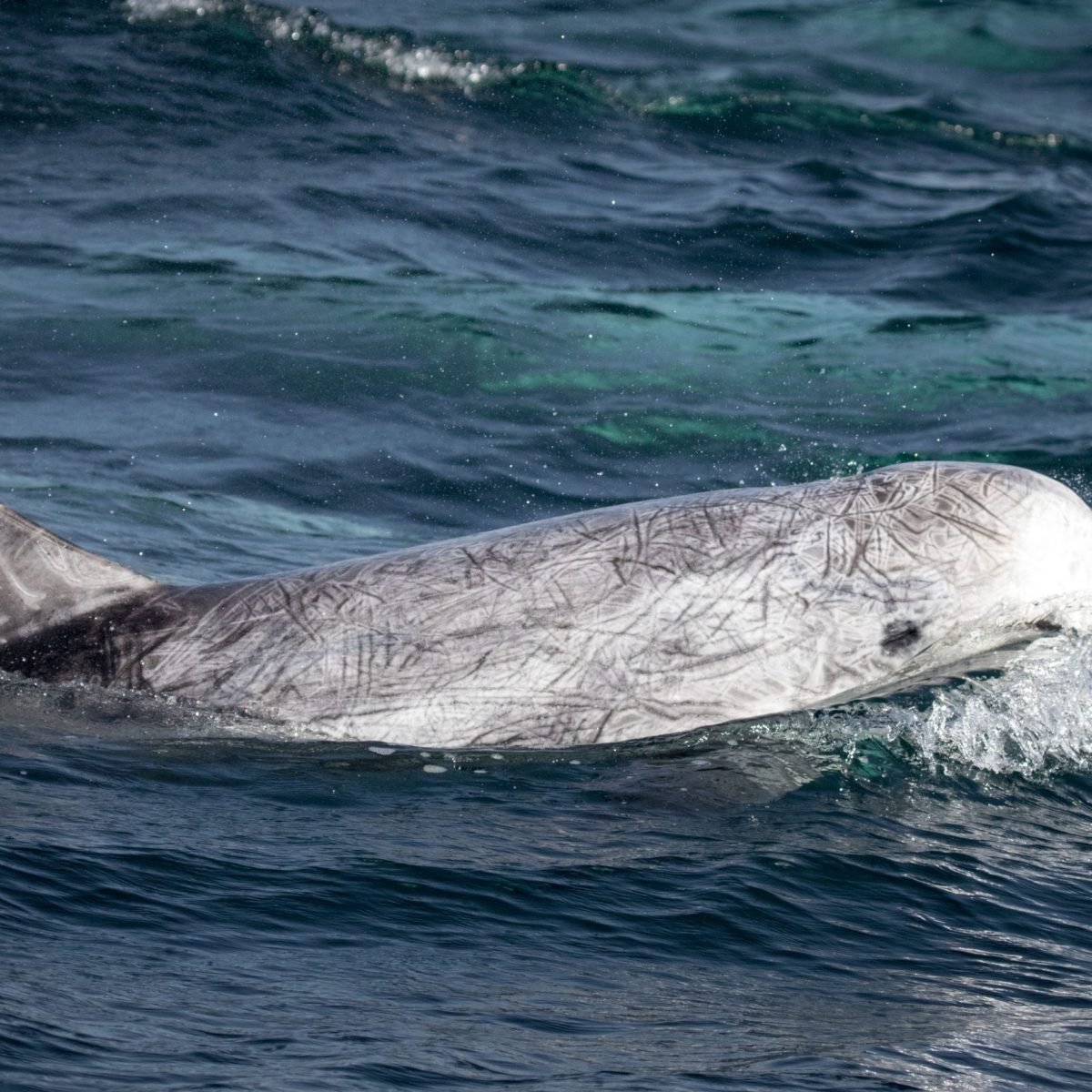 a whale swimming under water