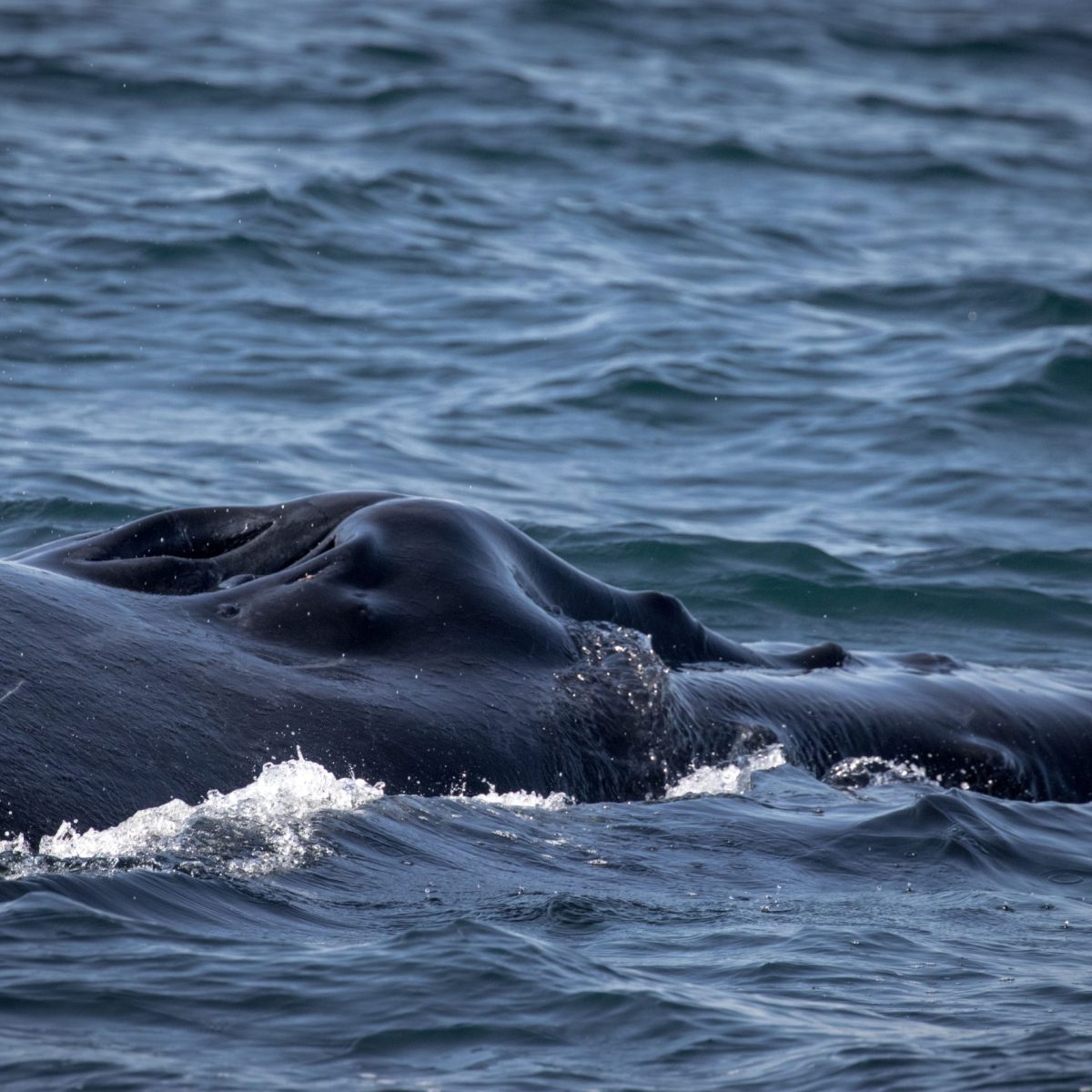 an animal swimming in the water