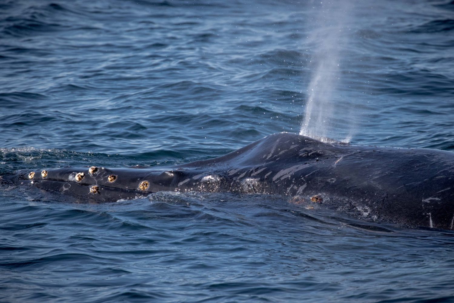 a whale jumping out of the water