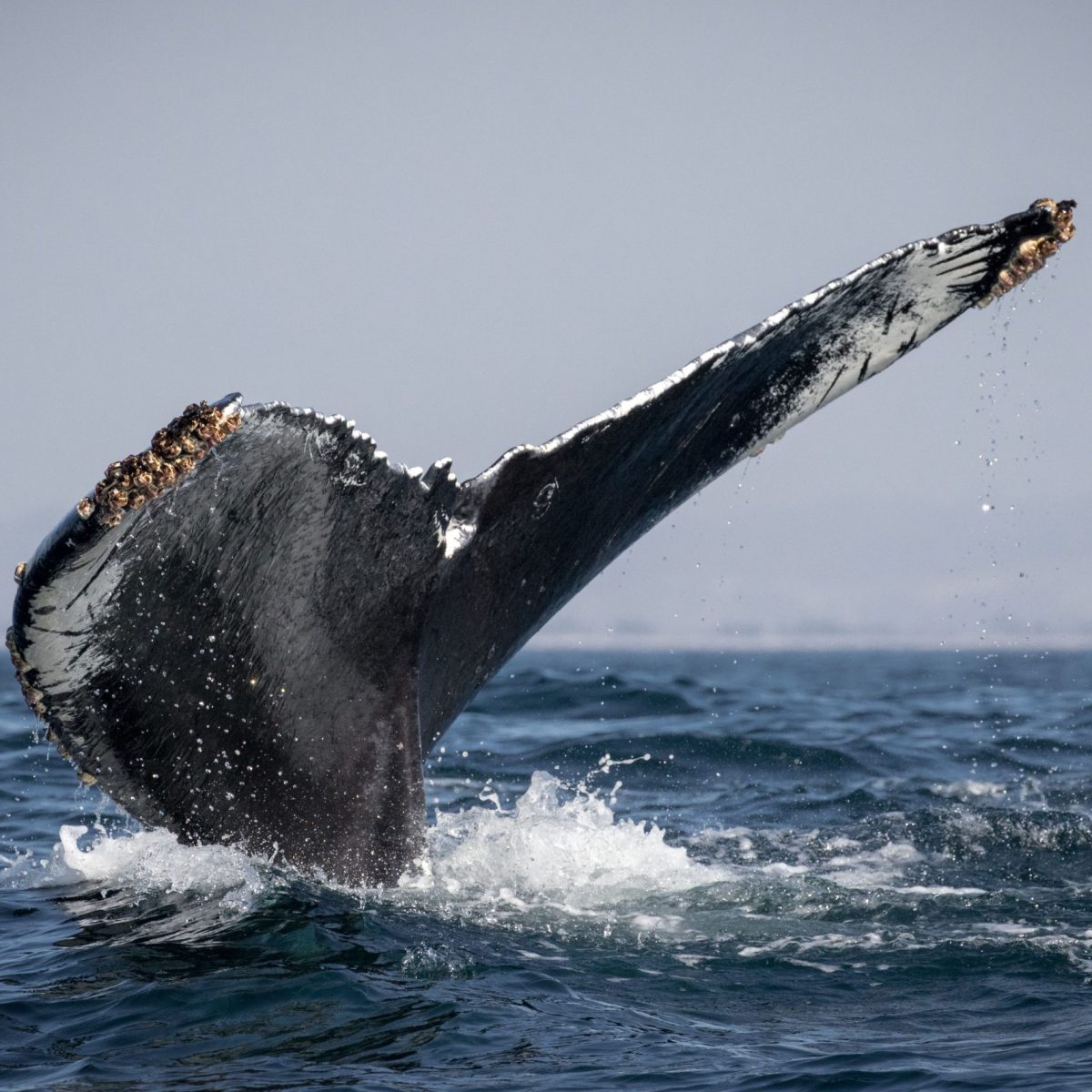 a whale jumping out of the water