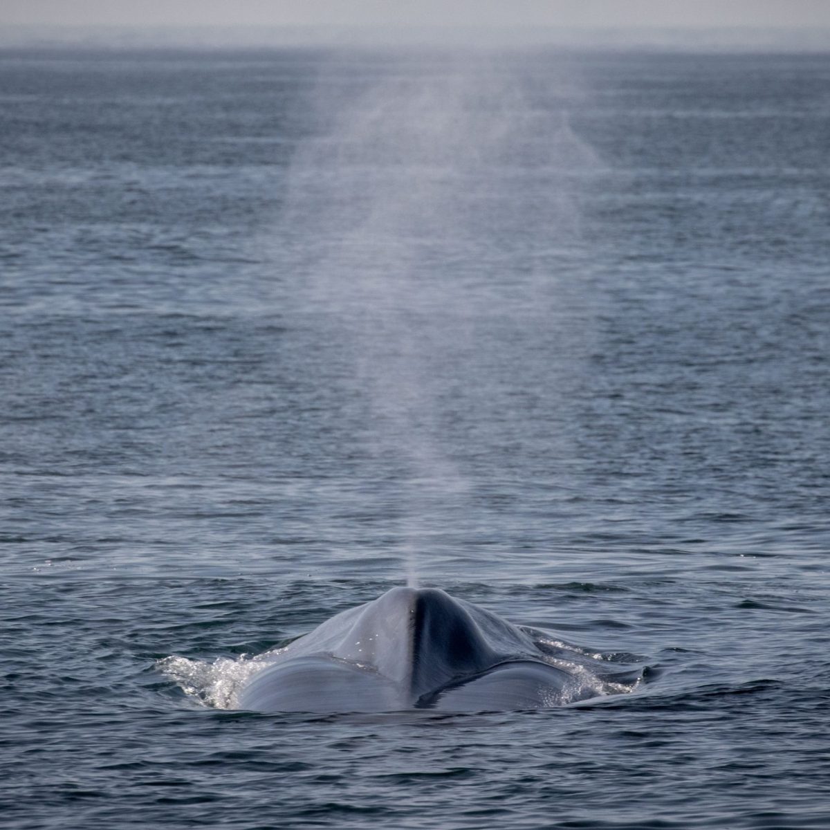 a whale jumping out of the water