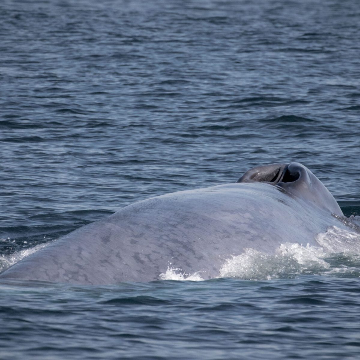 a whale jumping out of the water