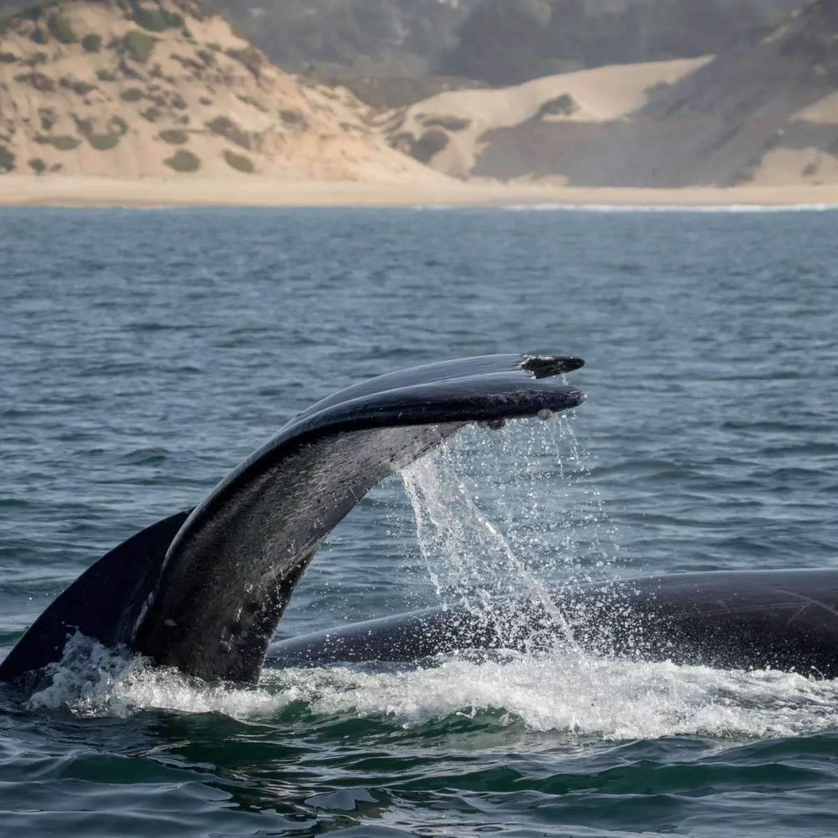 a whale jumping out of the water