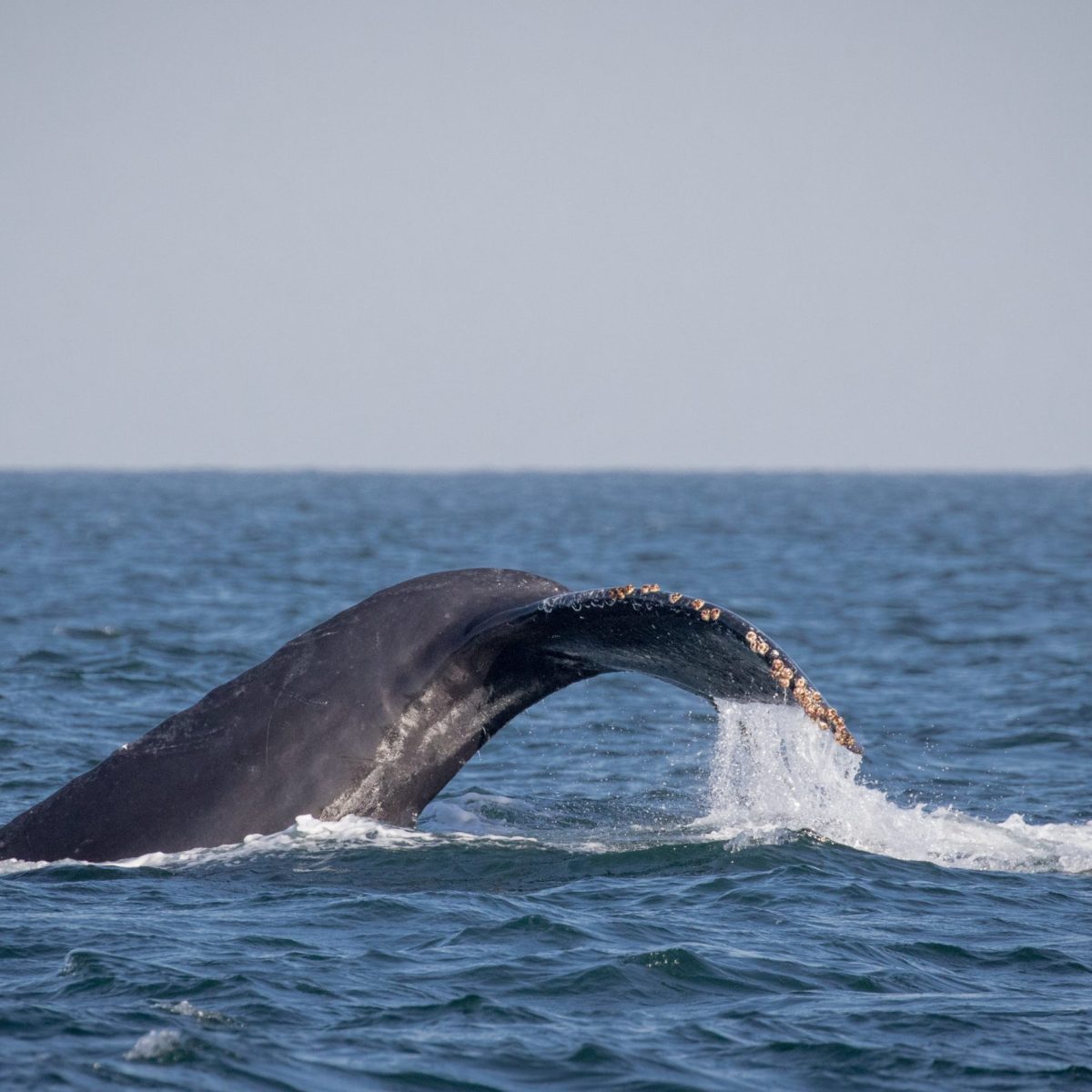 a whale jumping out of the water