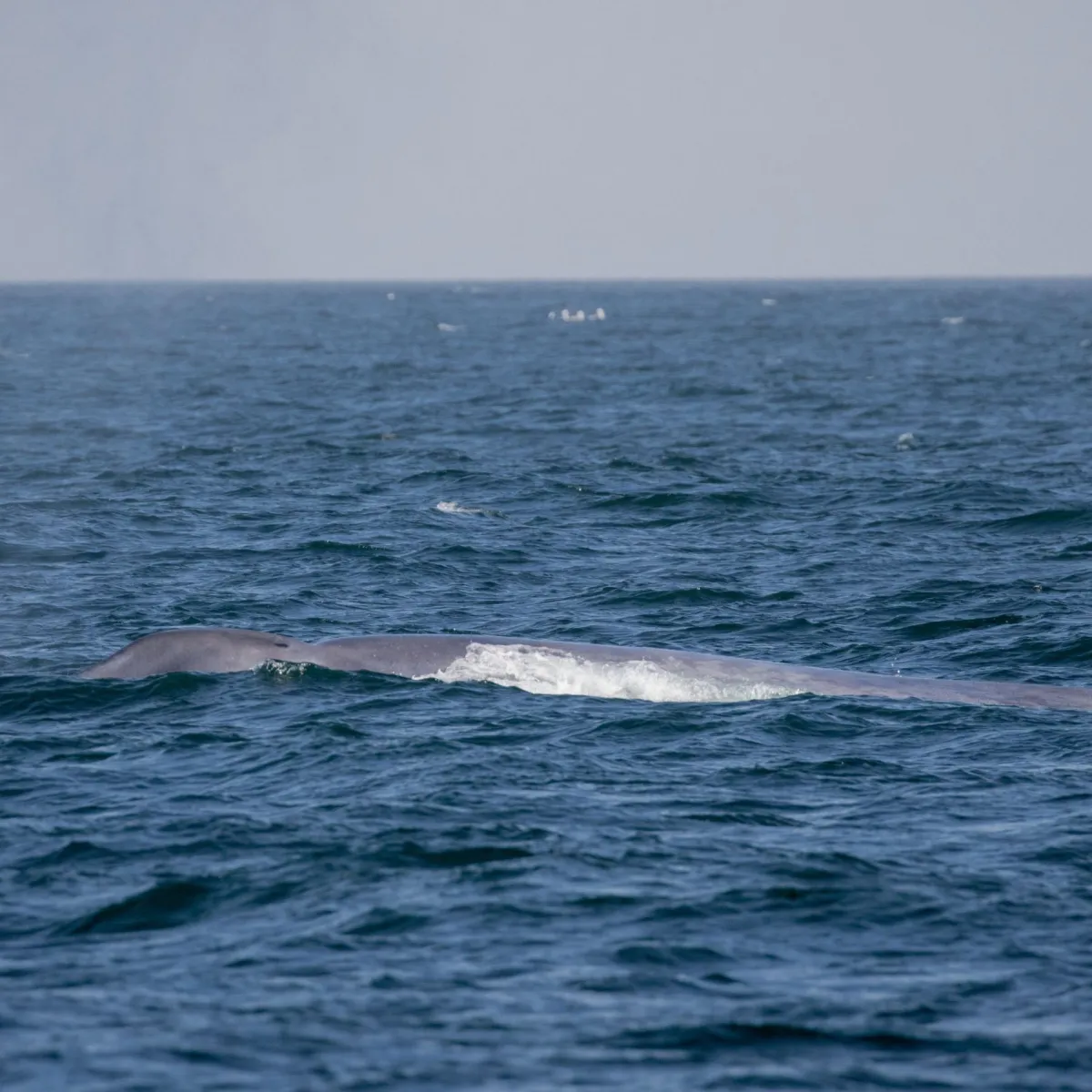 a whale jumping out of the water