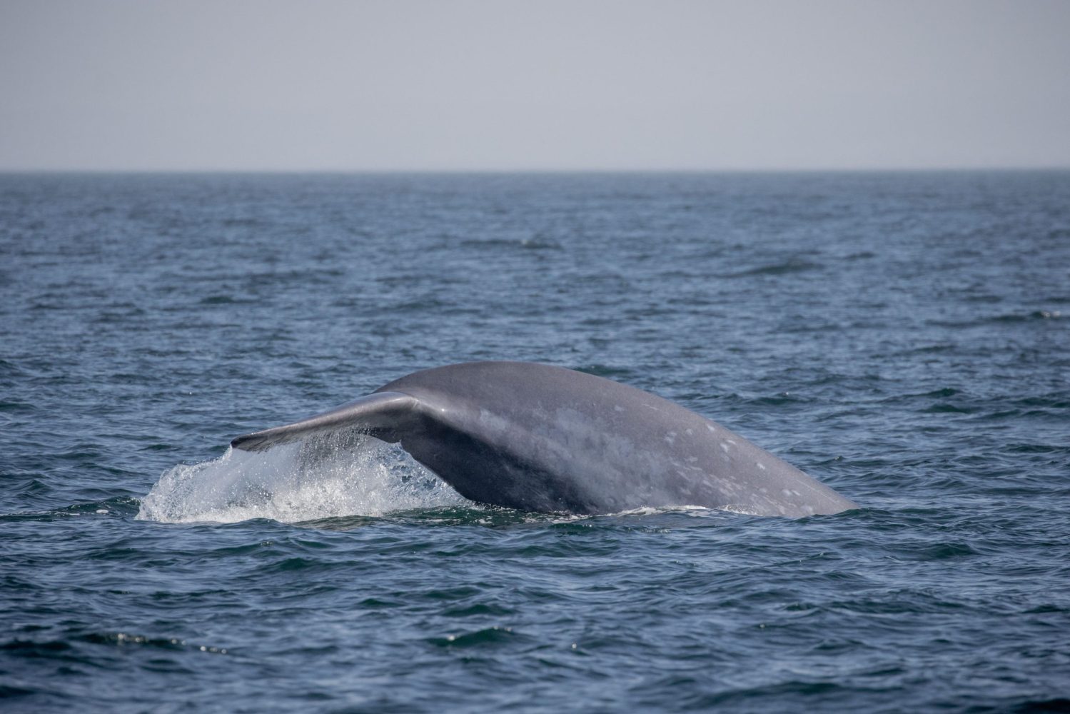 a whale jumping out of the water