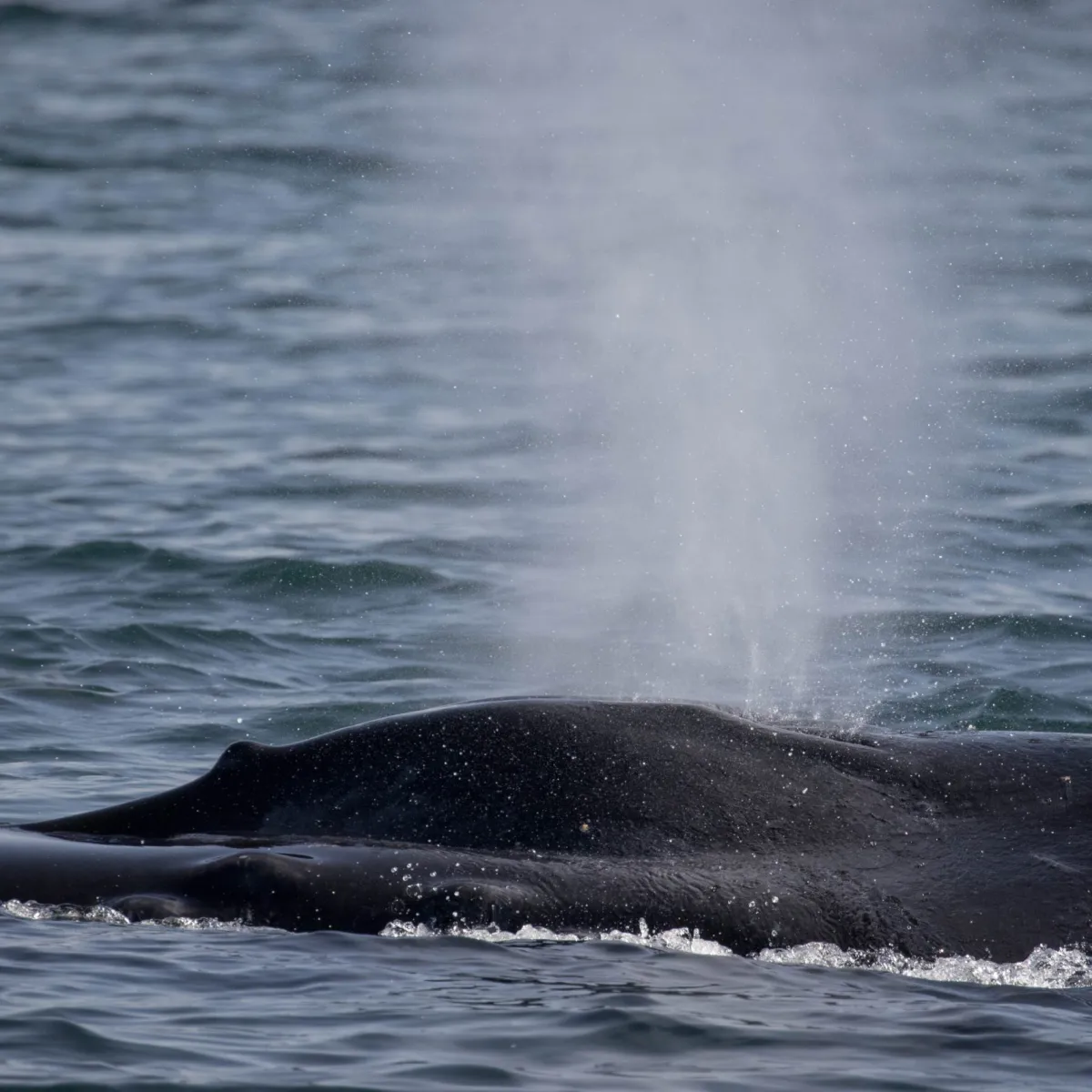 a whale jumping out of the water