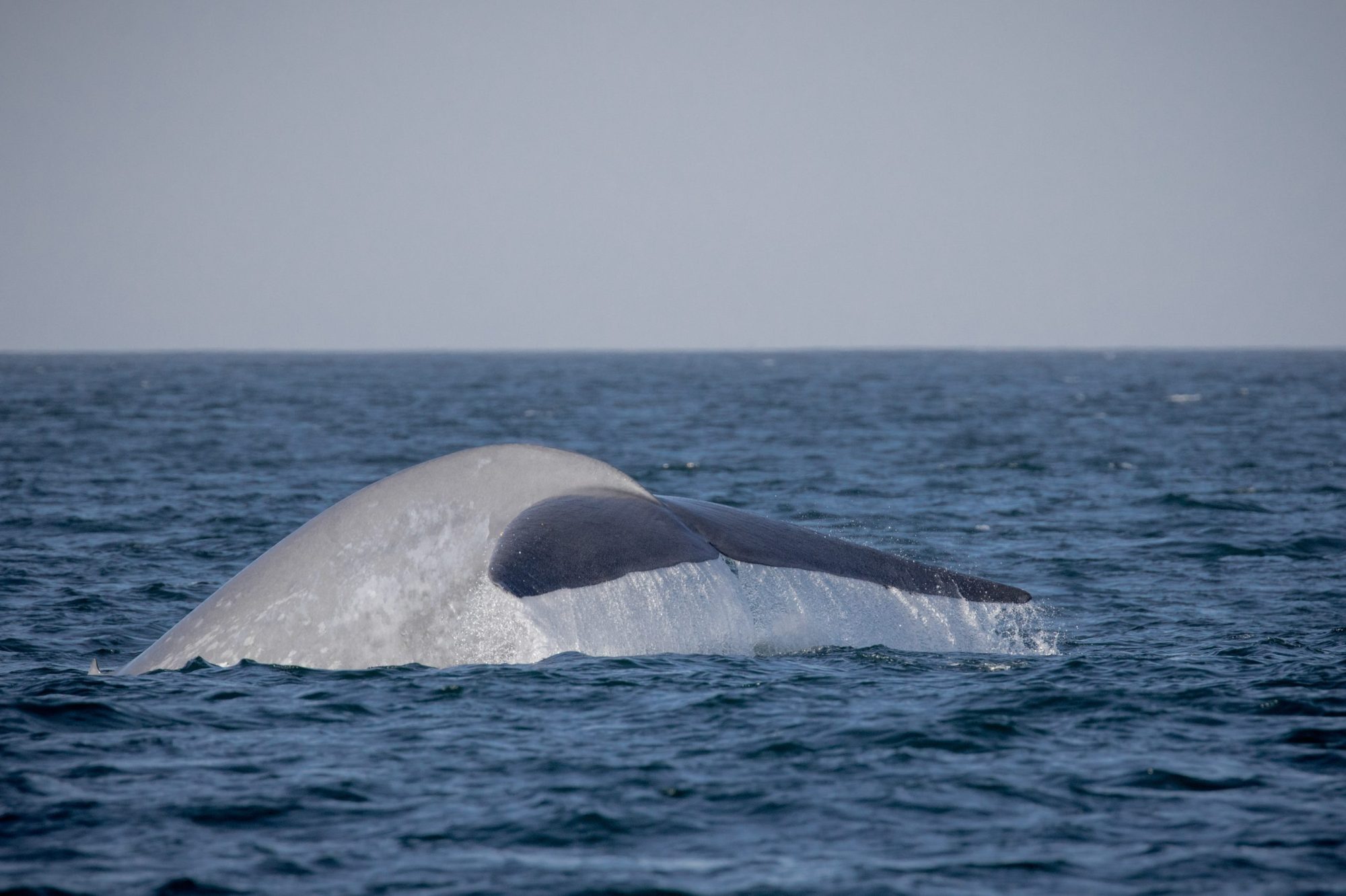 blog 10.31.19-7 a whale jumping out of the water
