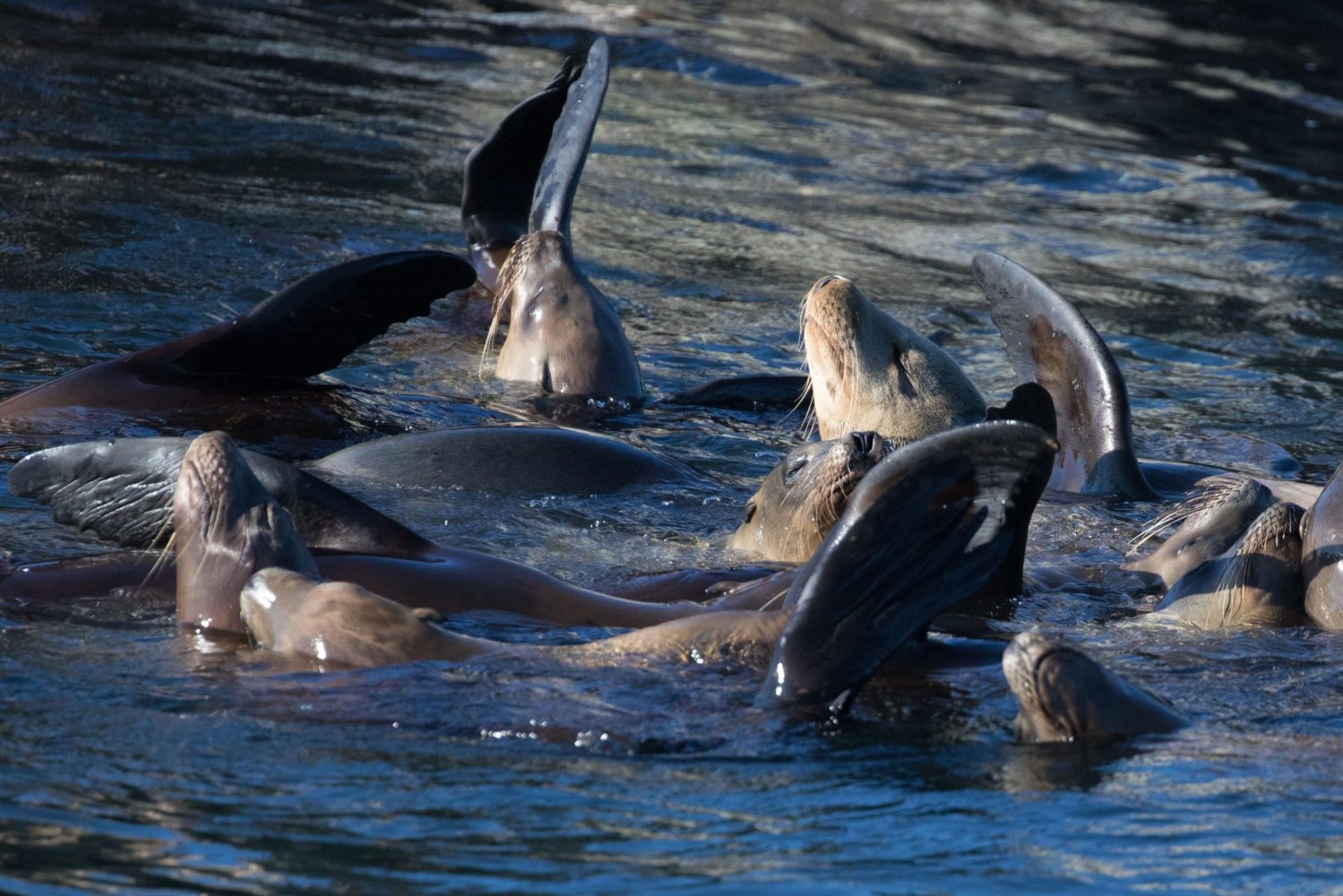 a flock of seagulls are swimming in a body of water