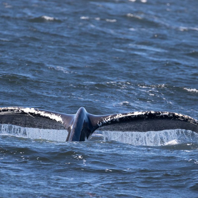 a whale jumping out of the water