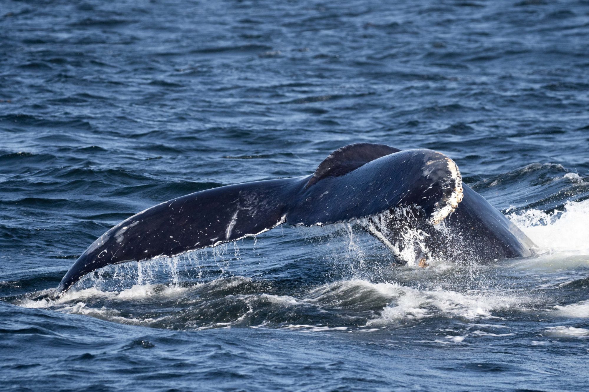 blog 2-10-19-12 a whale jumping out of the water