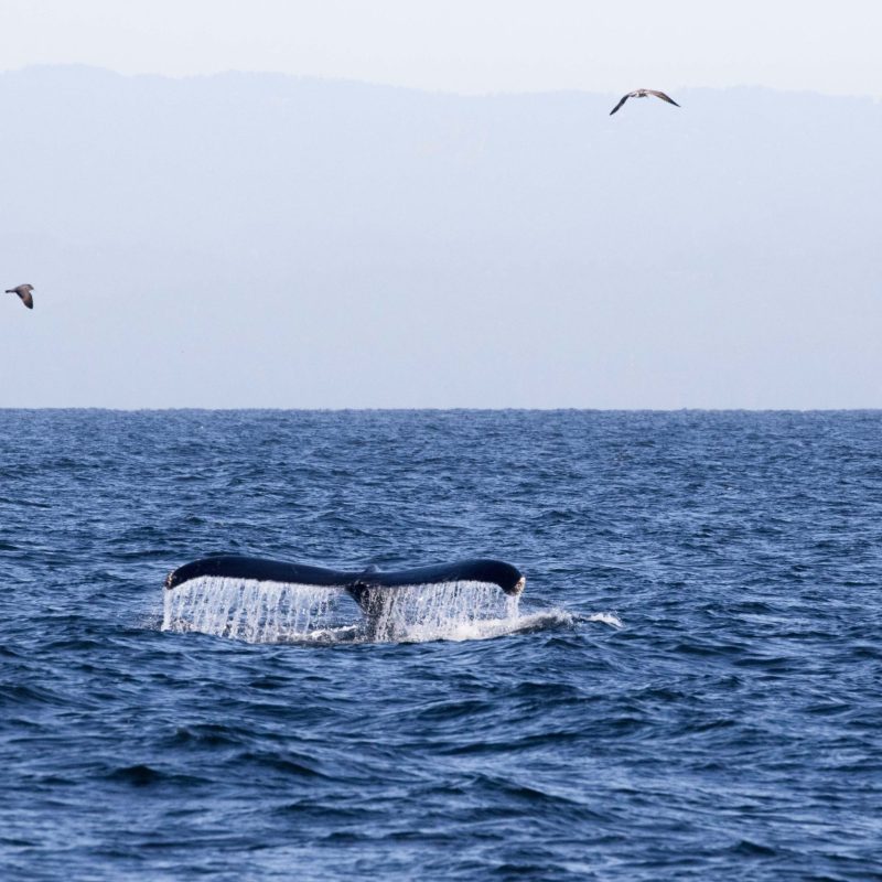 a bird flying over a body of water