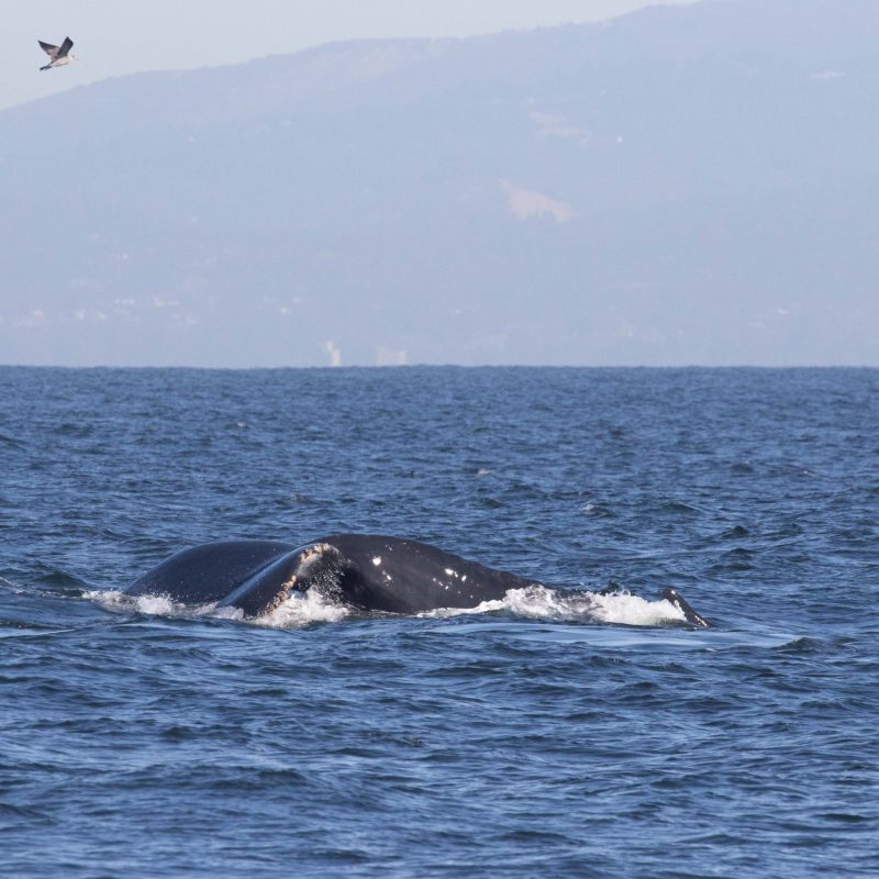 a whale jumping out of the water