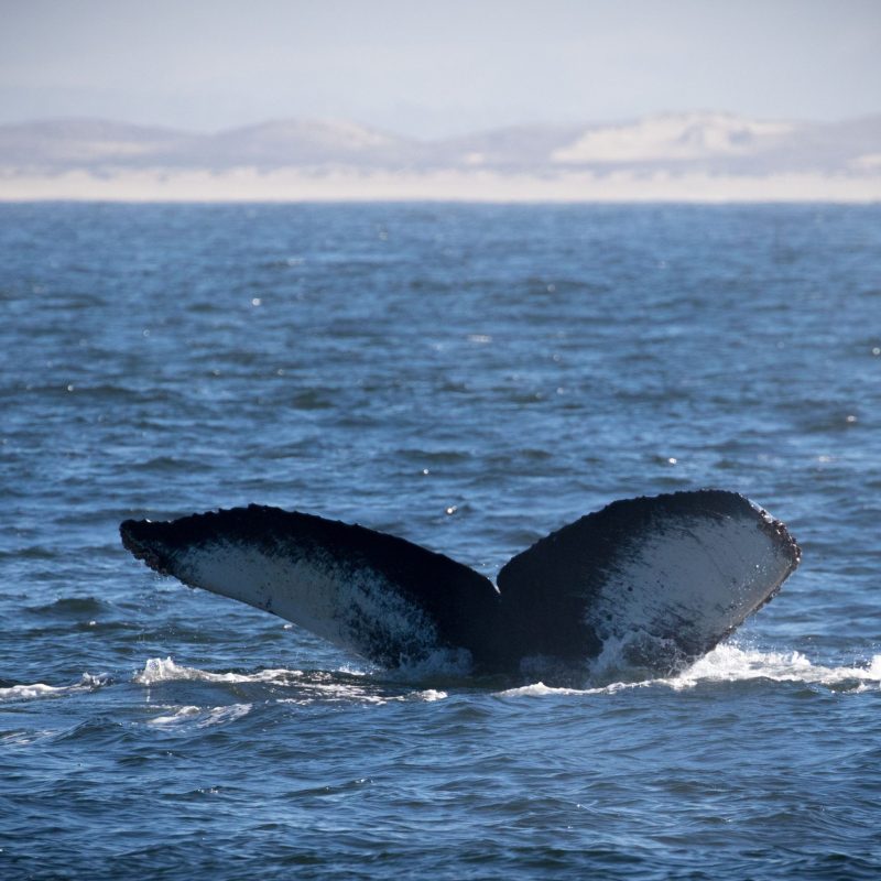 a whale jumping out of the water
