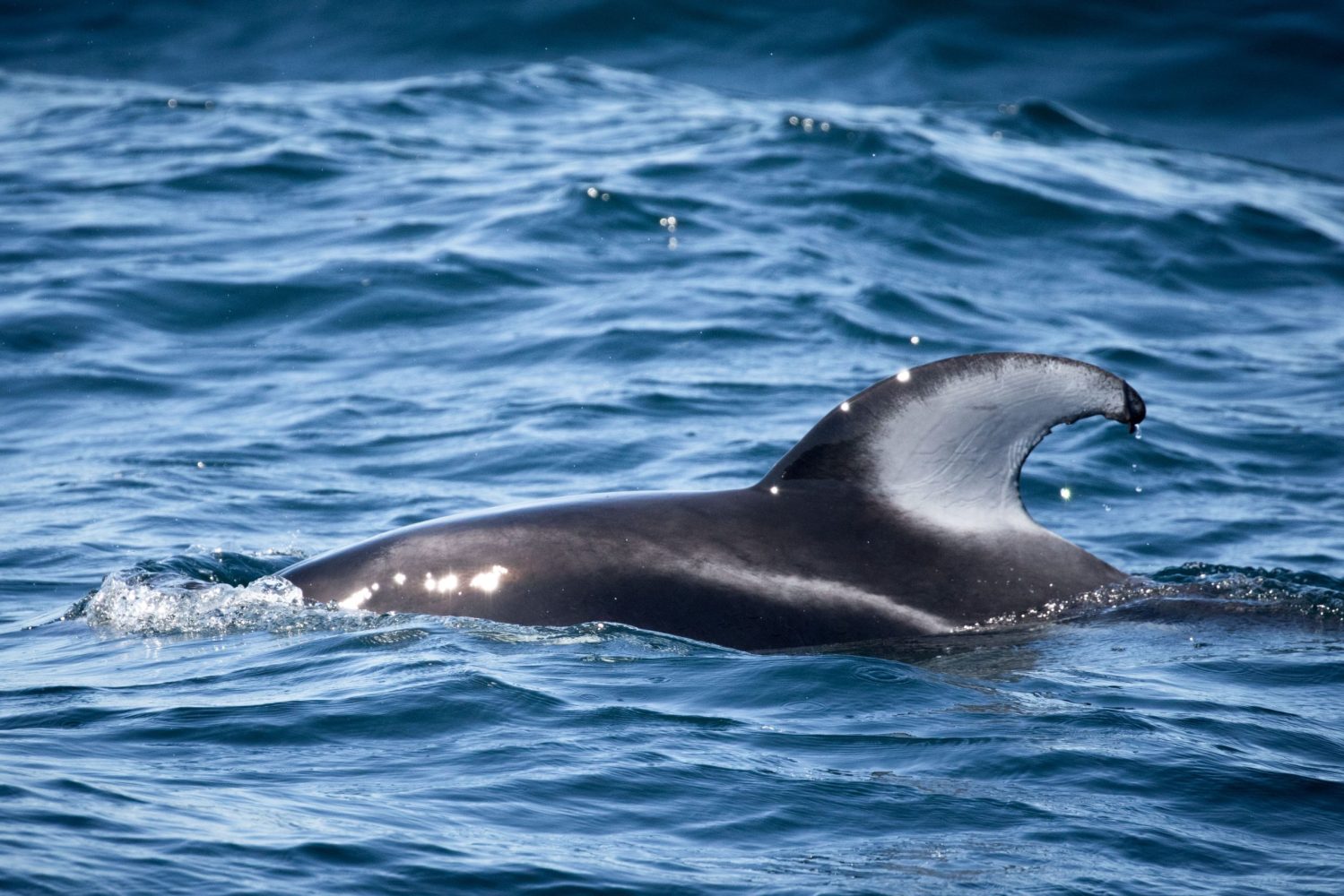 an animal swimming in the water