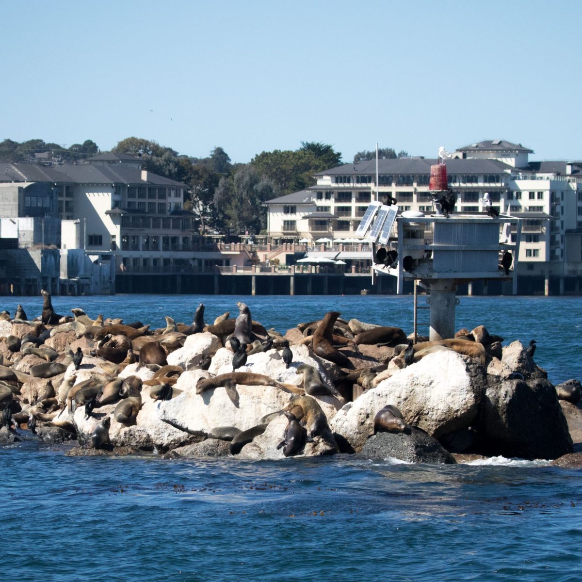 a flock of seagulls flying over a large body of water