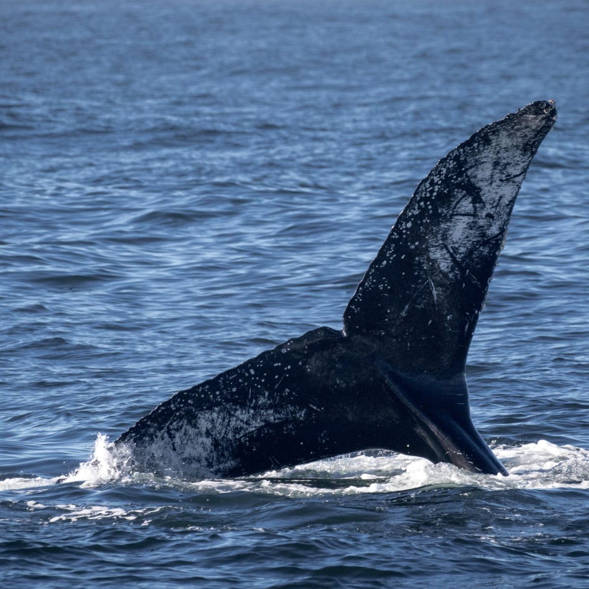 a whale jumping out of a body of water