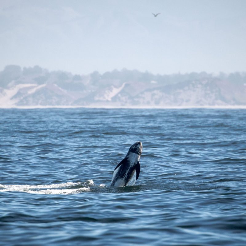 a whale jumping out of the water