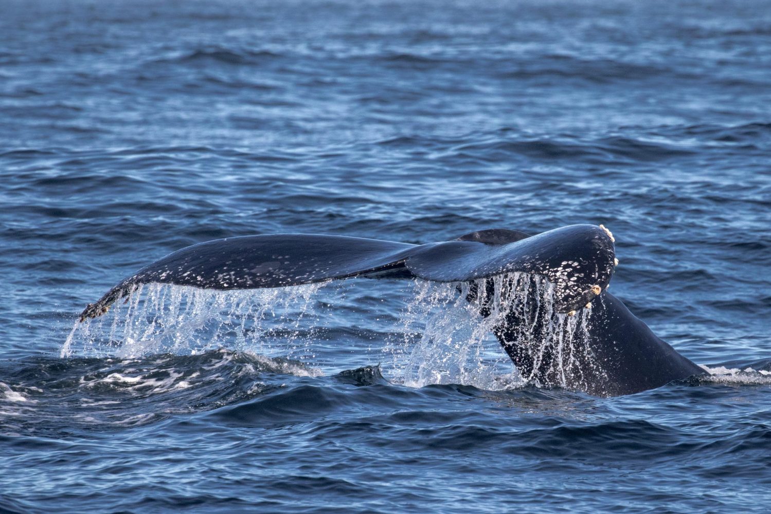 a whale jumping out of the water