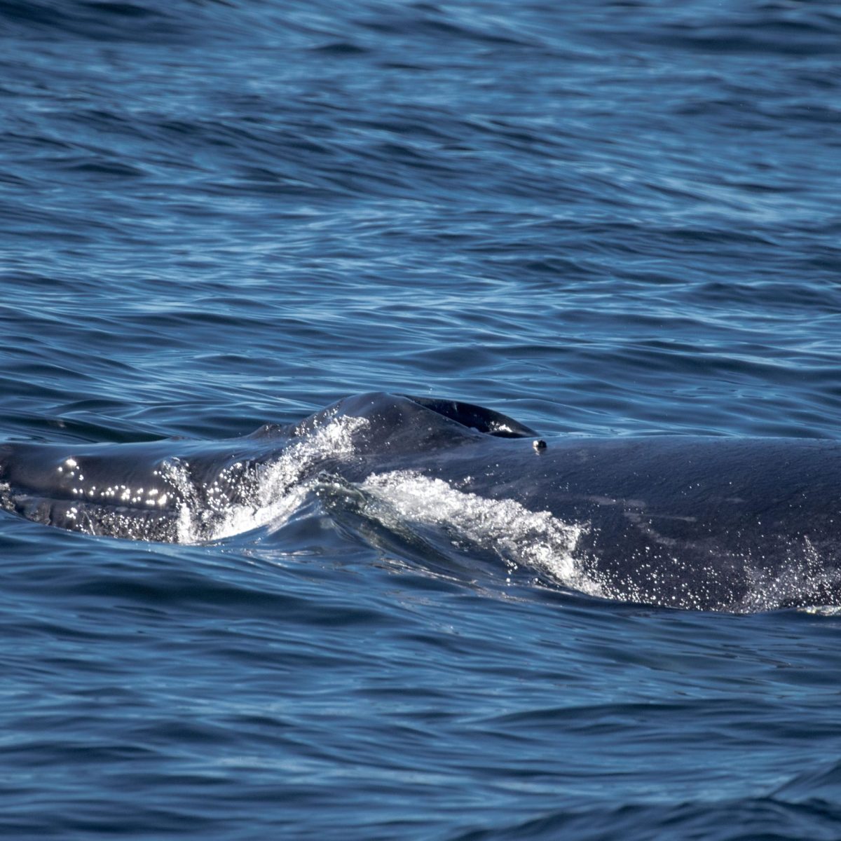 a whale jumping out of the water