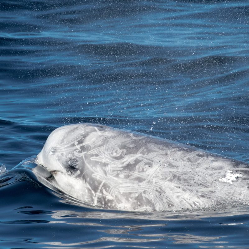 an animal swimming in the water