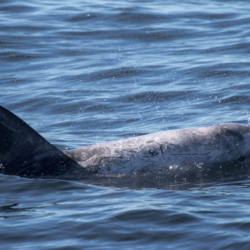 a dog swimming in a body of water