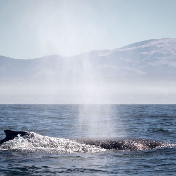 a whale jumping out of the water