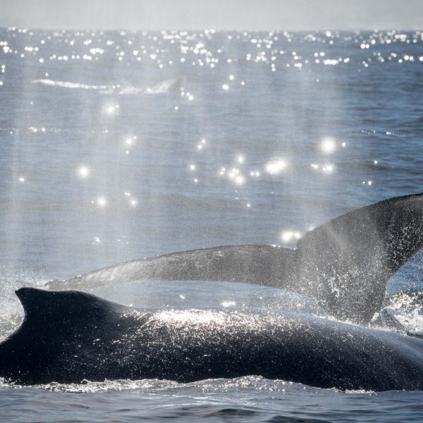 a whale jumping out of the water