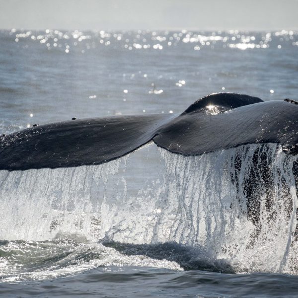 a whale jumping out of the water