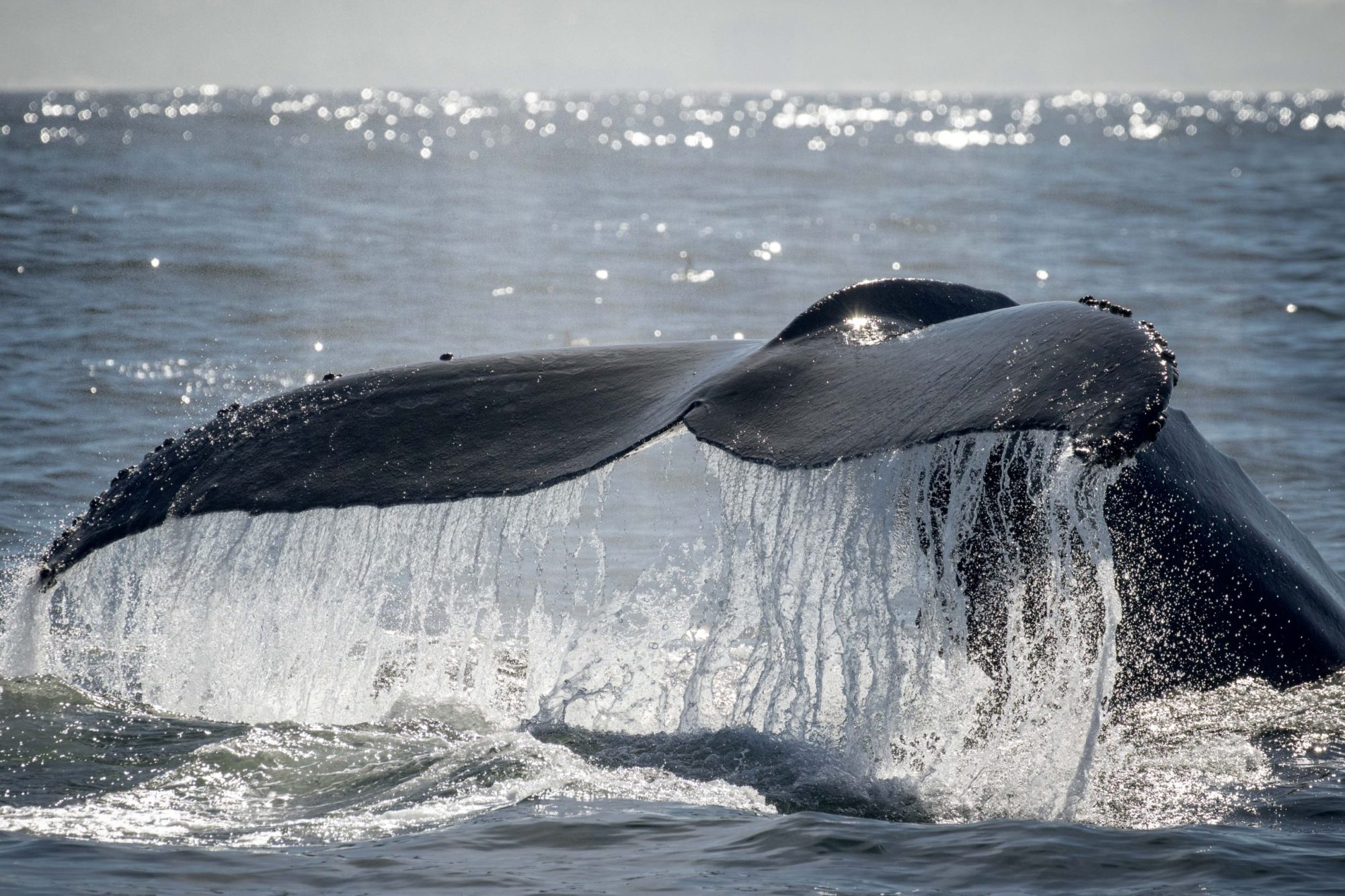 blog-21.10.19-8-scaled a whale jumping out of the water