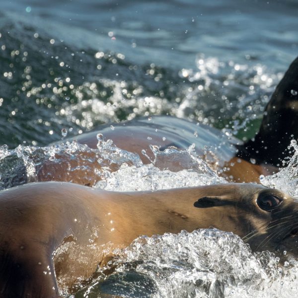 a seal swimming in a body of water
