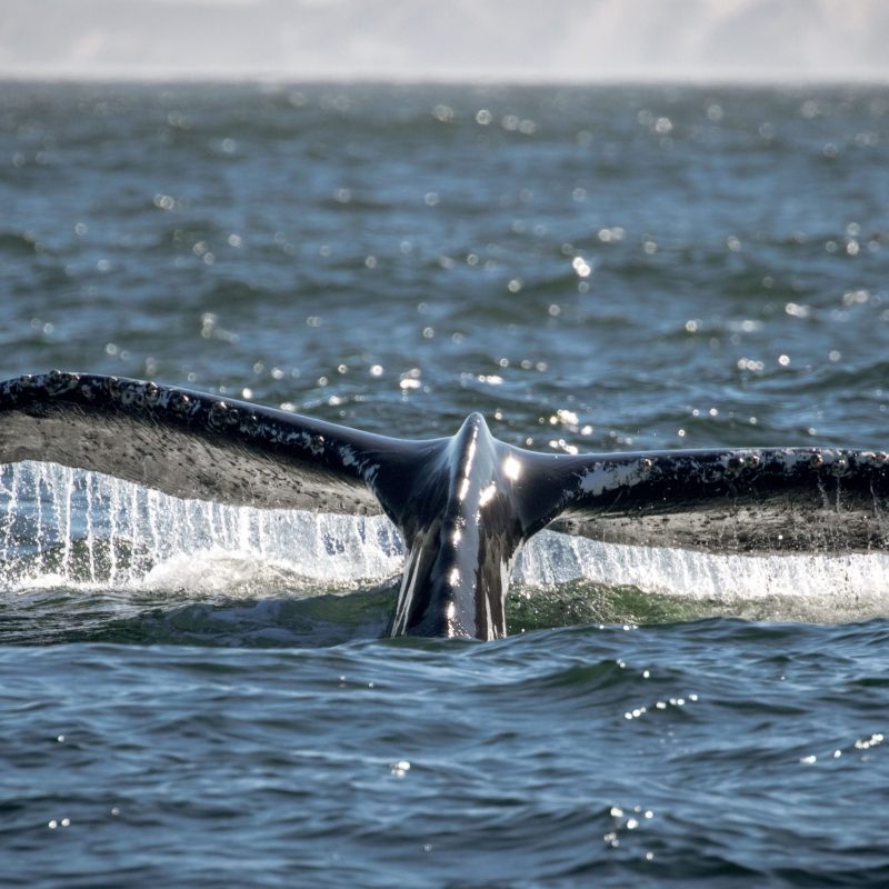 a whale jumping out of the water