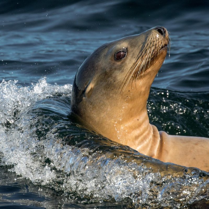 a seal swimming in a body of water