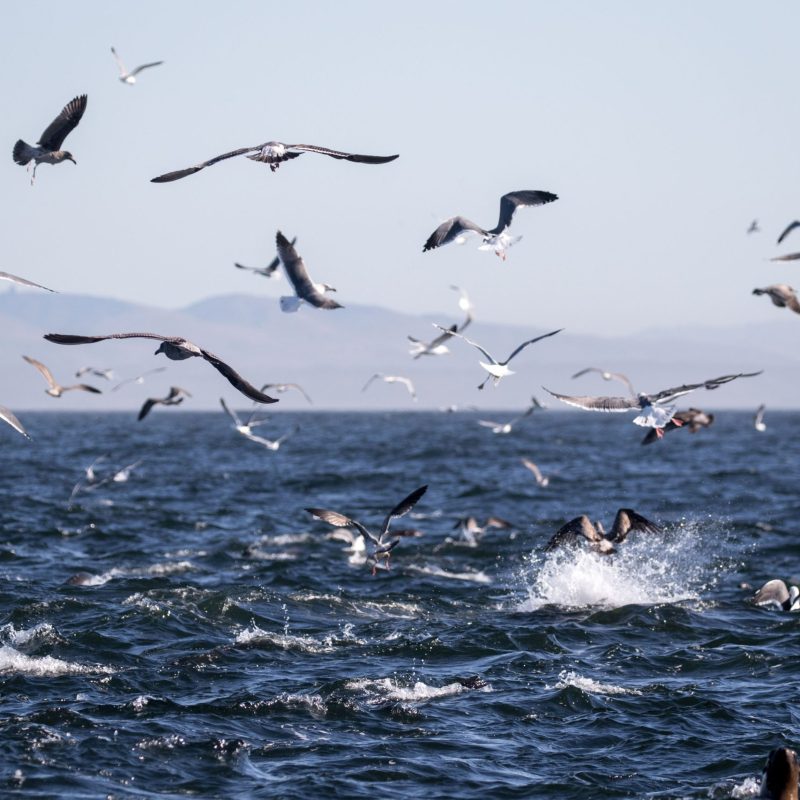 a flock of seagulls flying over a body of water