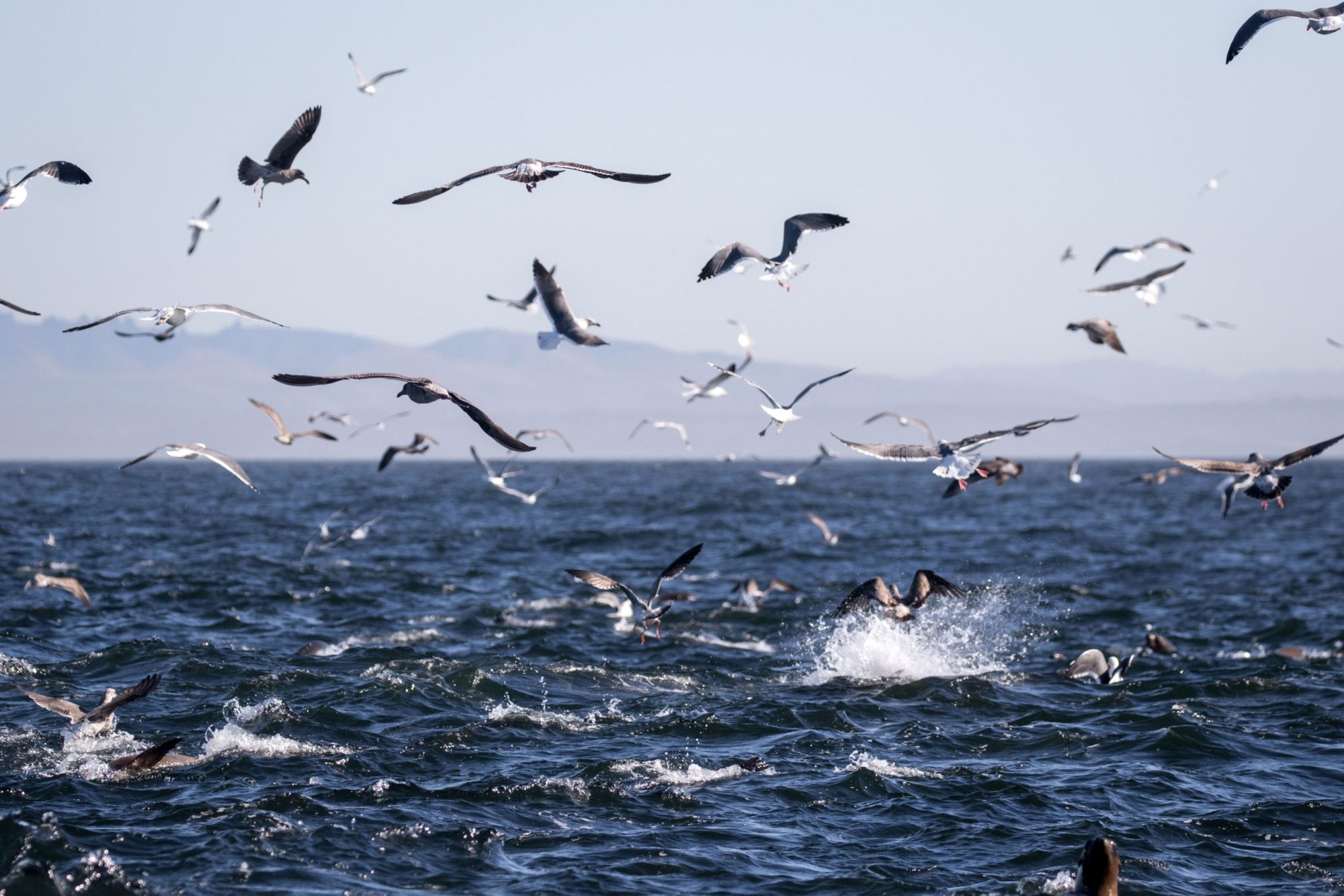 blog 22.10.19-3 a flock of seagulls flying over a body of water