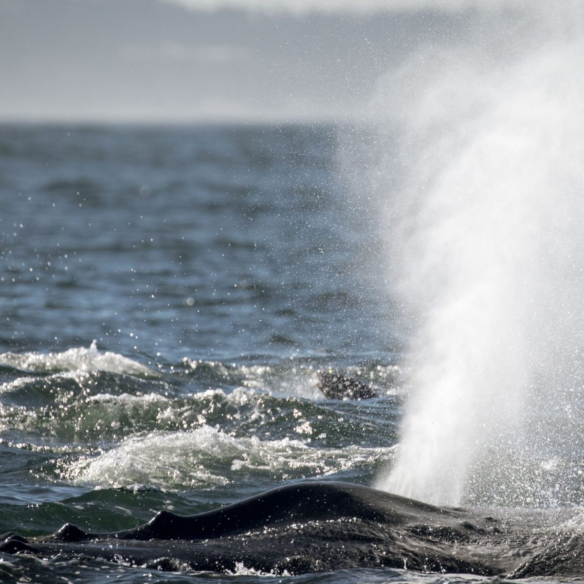 a man riding a wave on a surfboard in the water