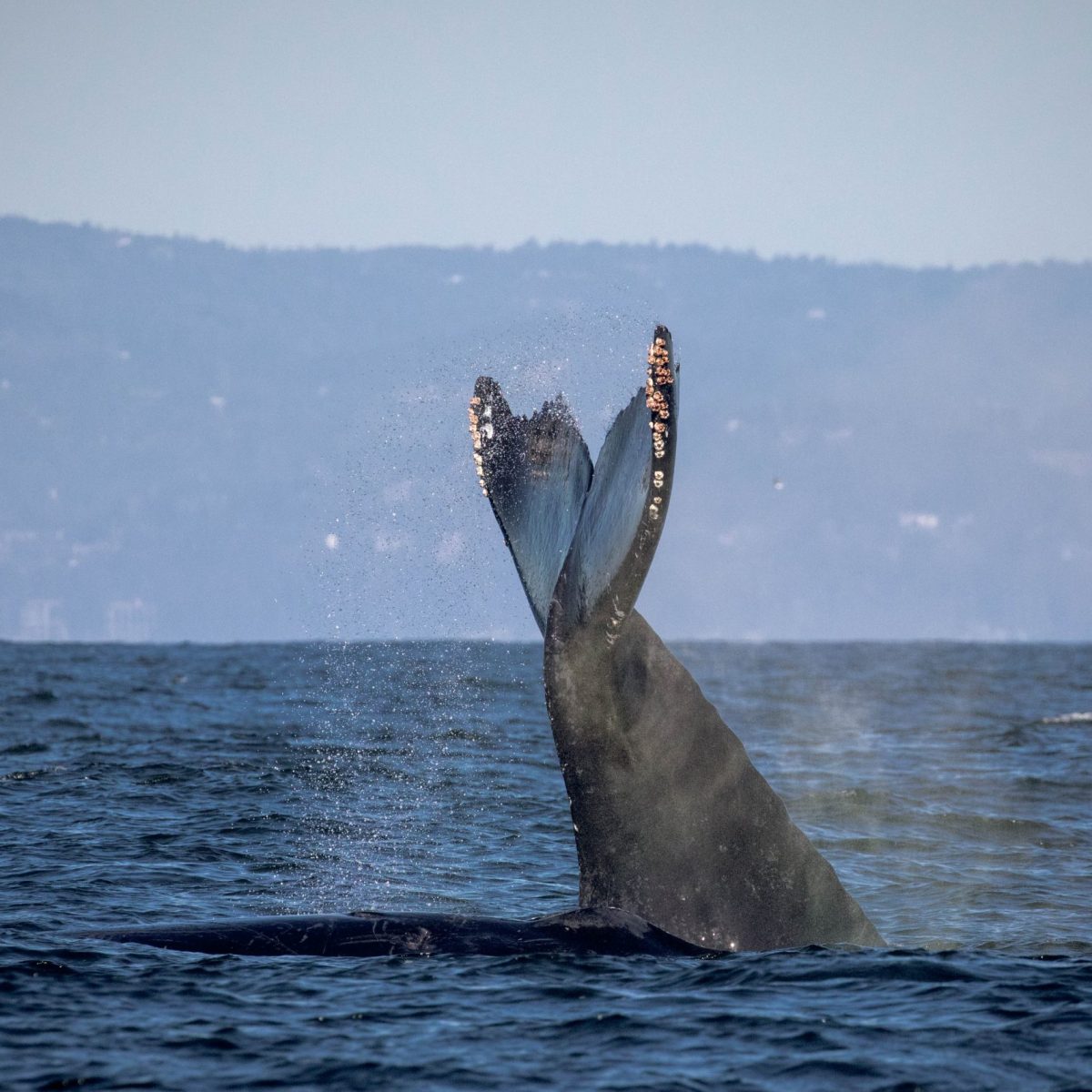 a man flying through the air over a body of water