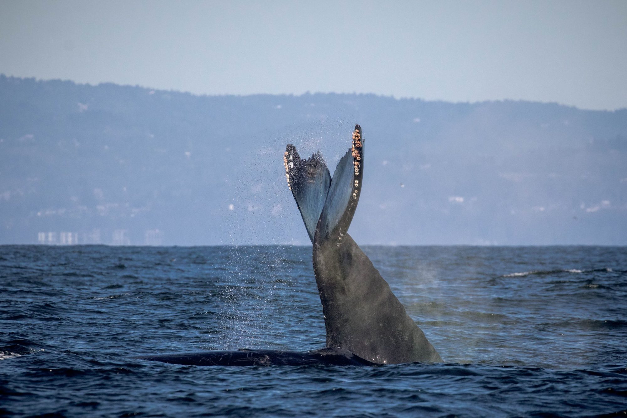 blog 23.10.19-3 a man flying through the air over a body of water